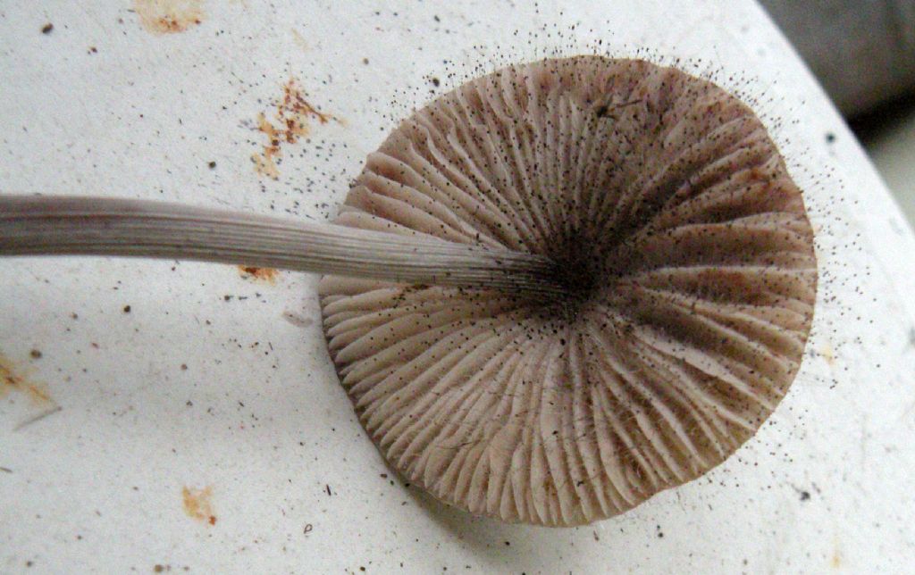 Funghi irsuti....